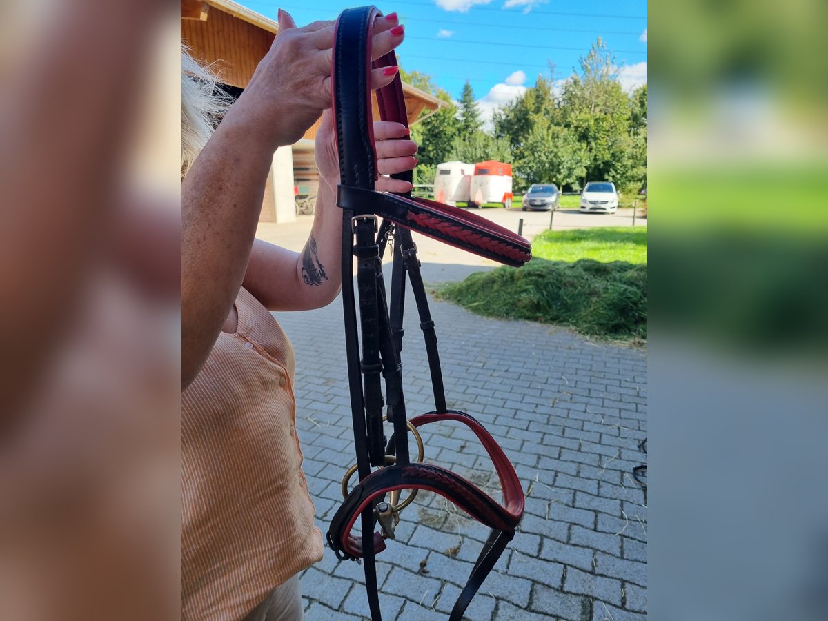 Handgefertigen Zaum zu verkaufen