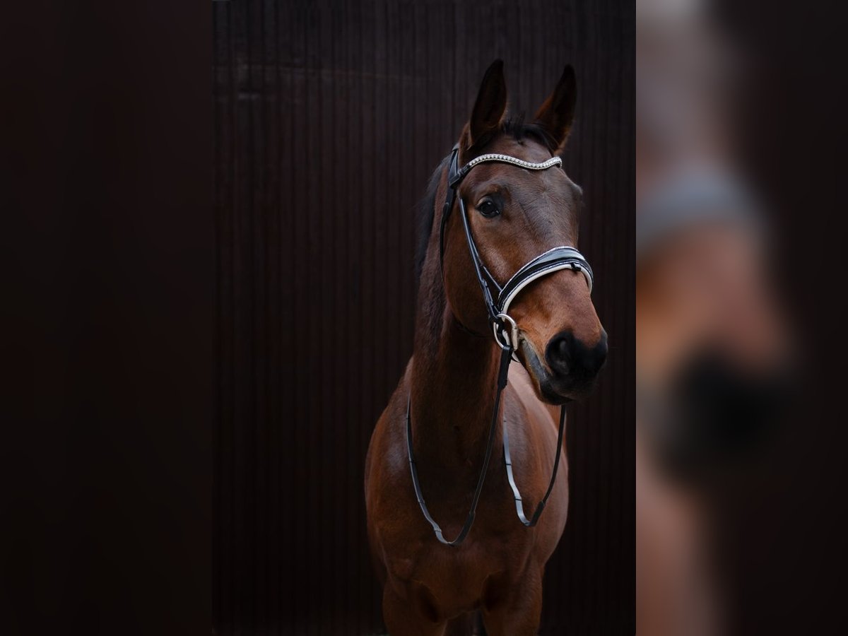 Magic horsedesign Trense, schwarz Lack, weiß unterlegt mit Glitzer 