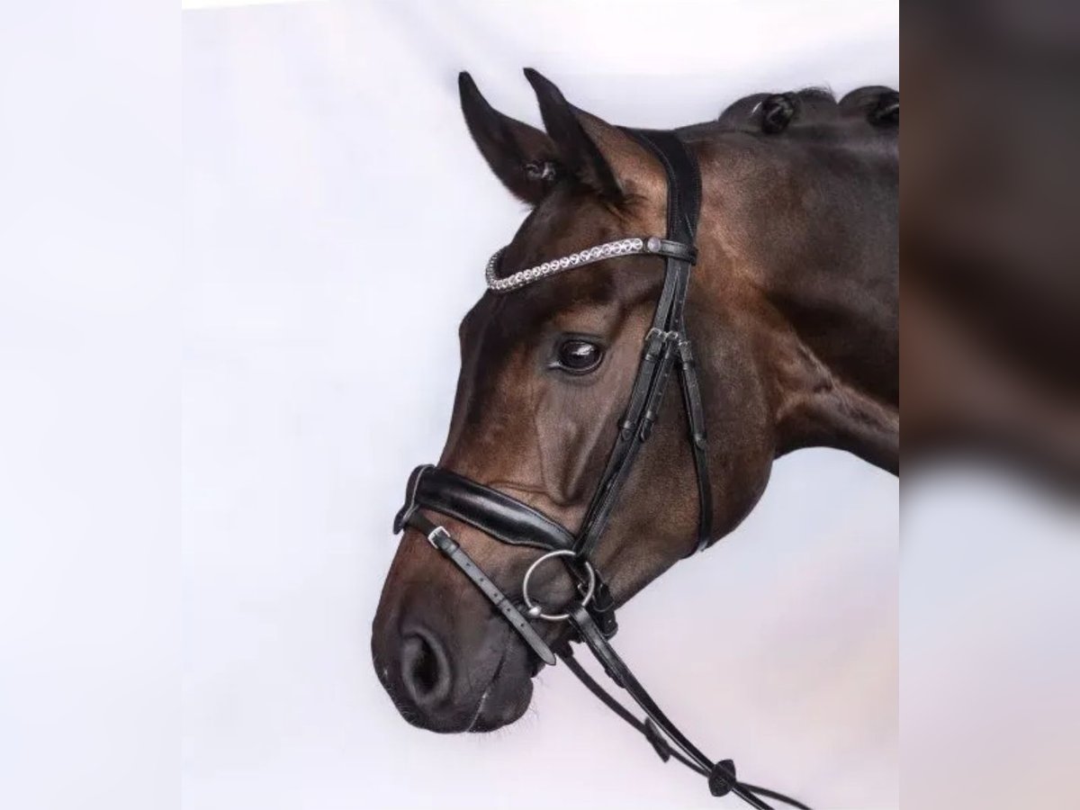 Trense Charm von Bridlery VB