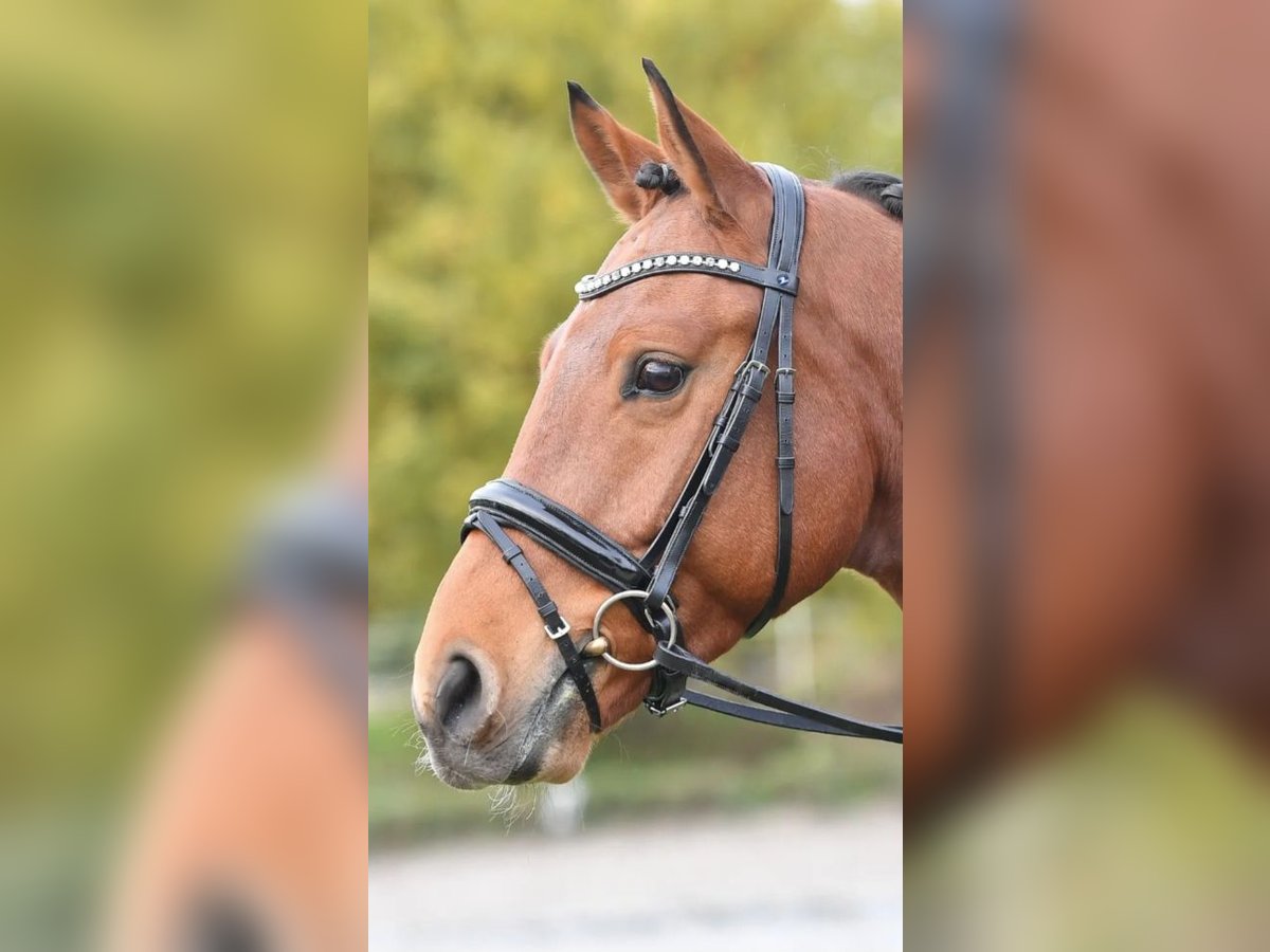 Trense Luxury von BUSSE VB