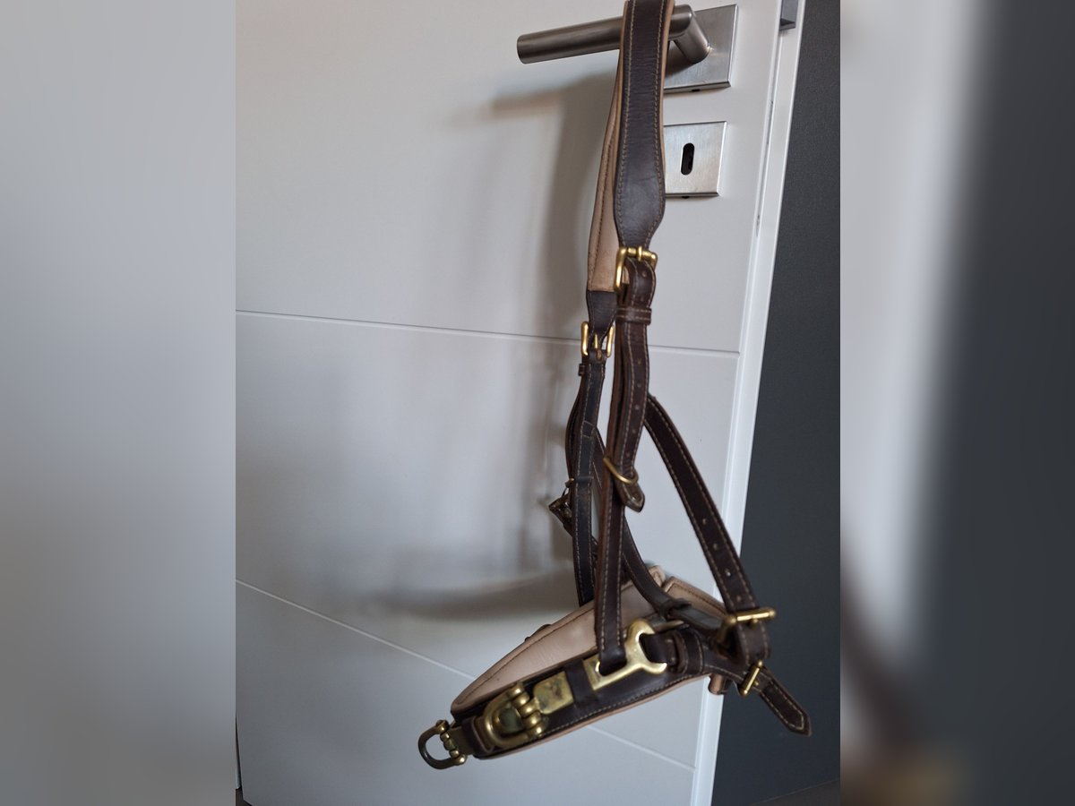 Kappzaum Figaro mit Naseneisen Hillbury