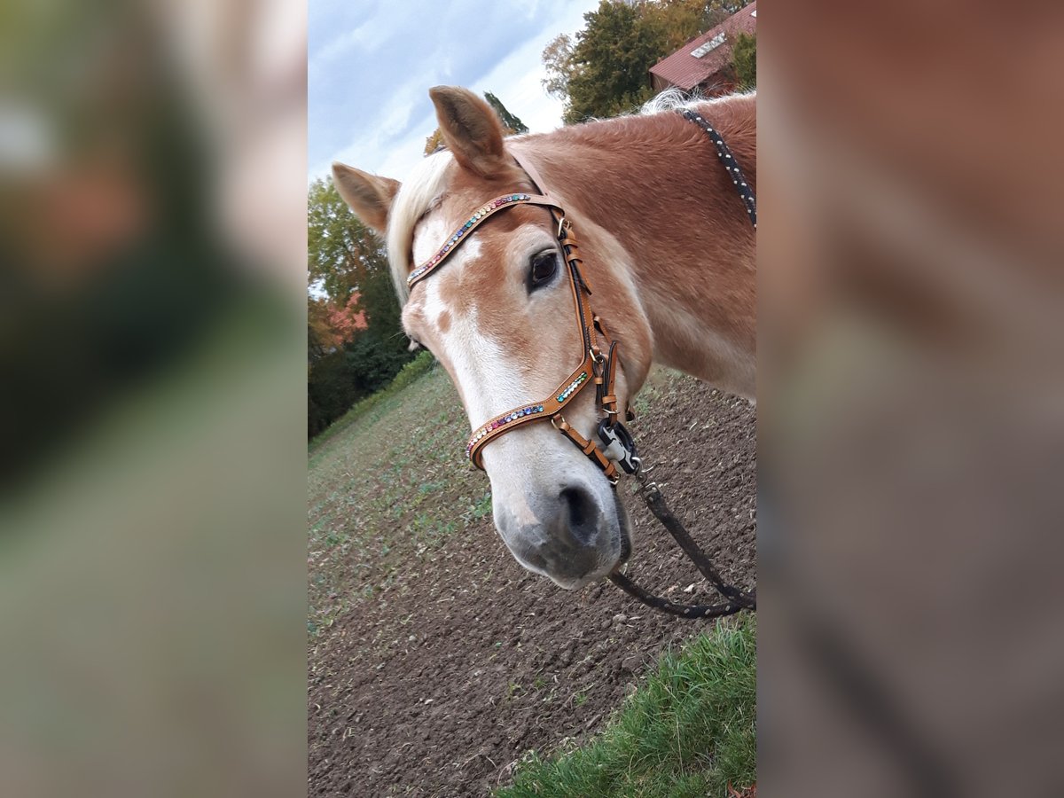 Schicke Trense in Größe WB