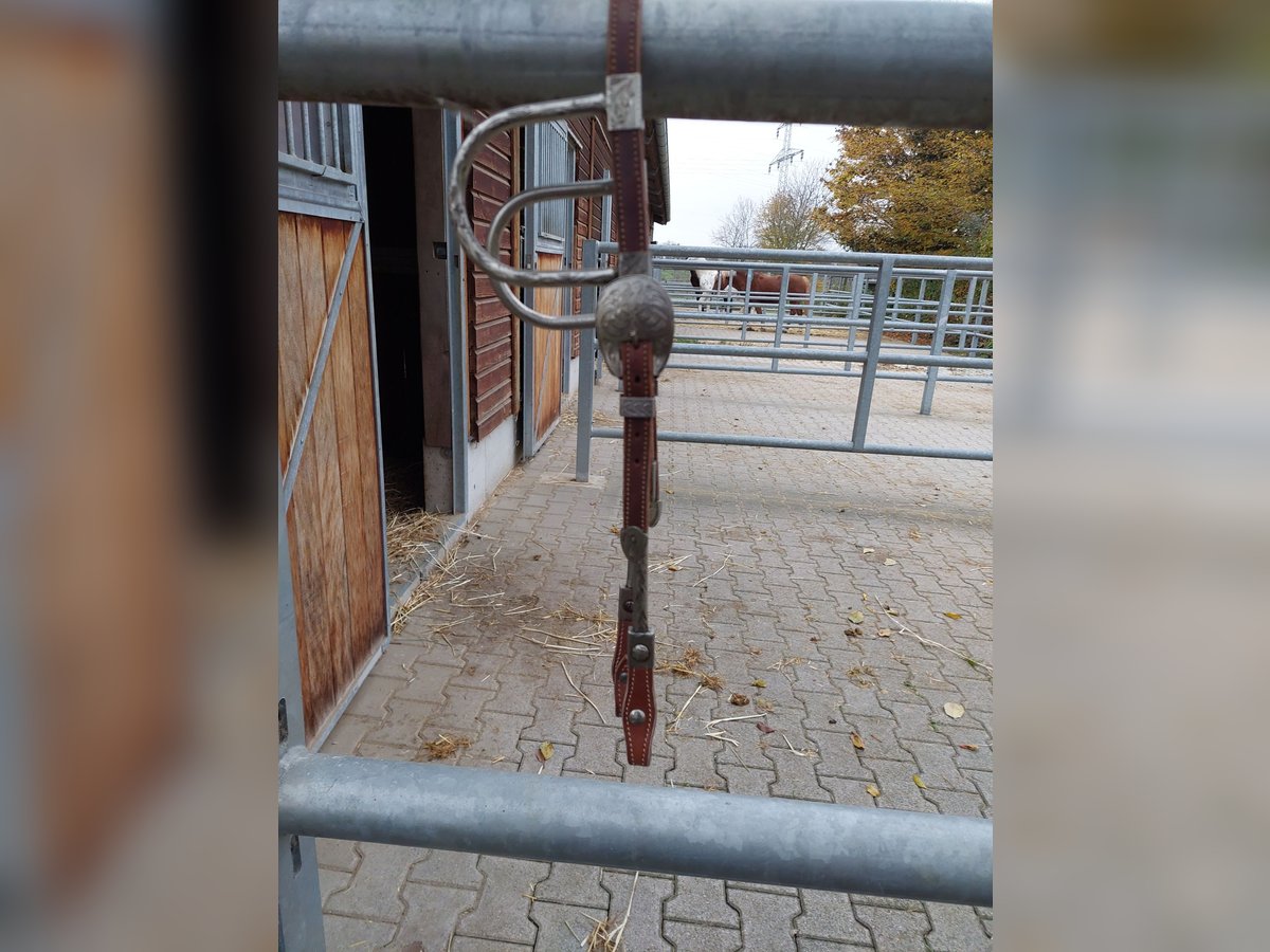 Zweiohr showtrense