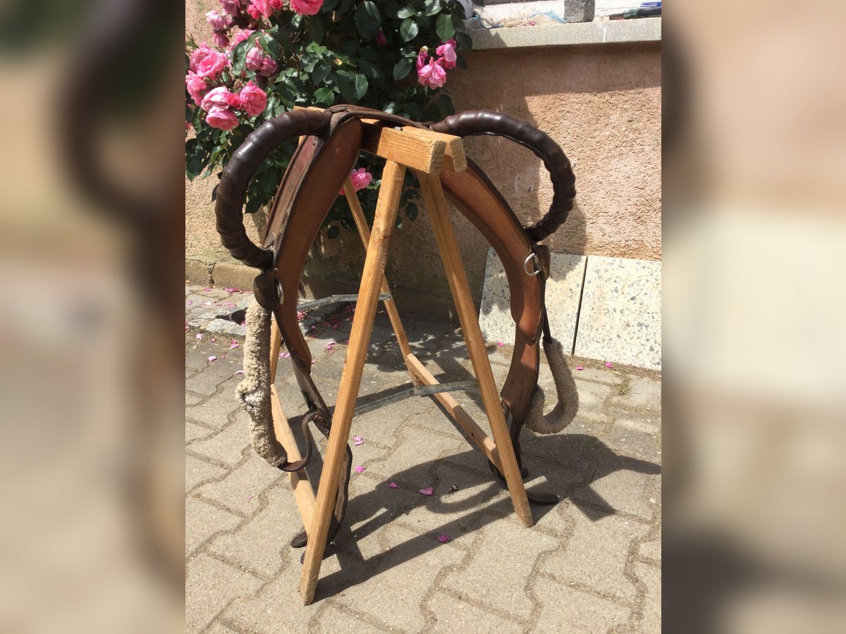 Voltigiergurt