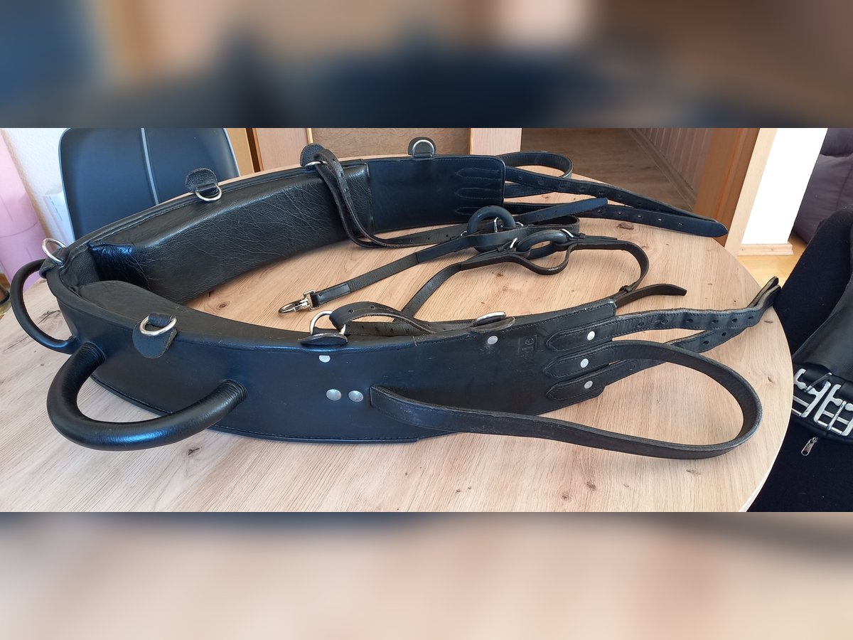 Voltigiergurt von Kavalkade incl.Unterlage und Bauchgurt