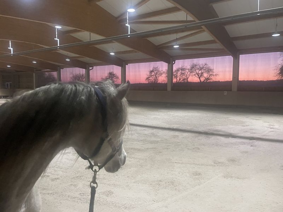 Kleinod im Altmühltal – Hochwertig saniertes Bauernhaus mit kleiner, moderner Reitanlage V13978