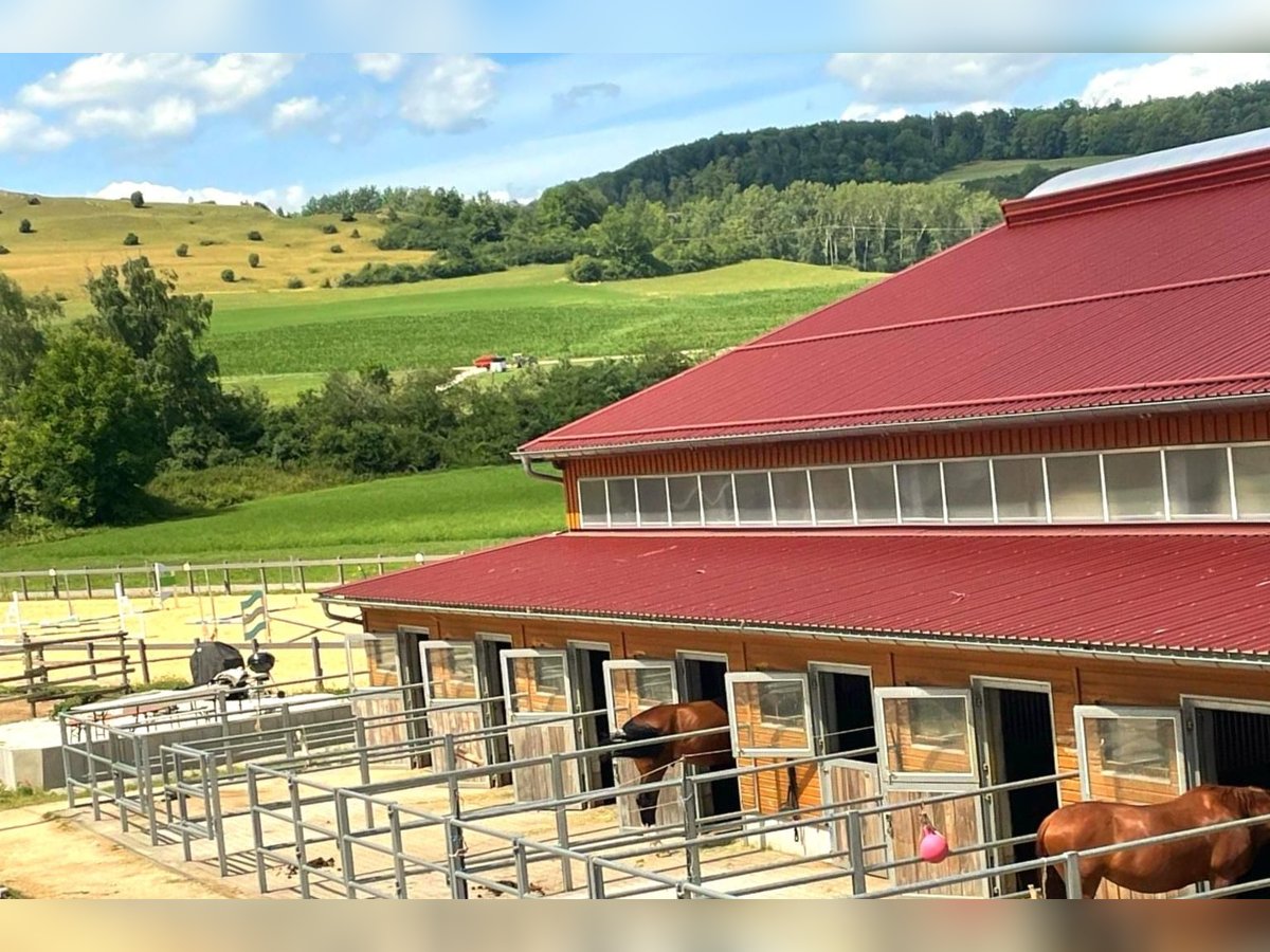 RESERVIERT - Historisches Mühlenanwesen mit moderner Reitanlage V13805