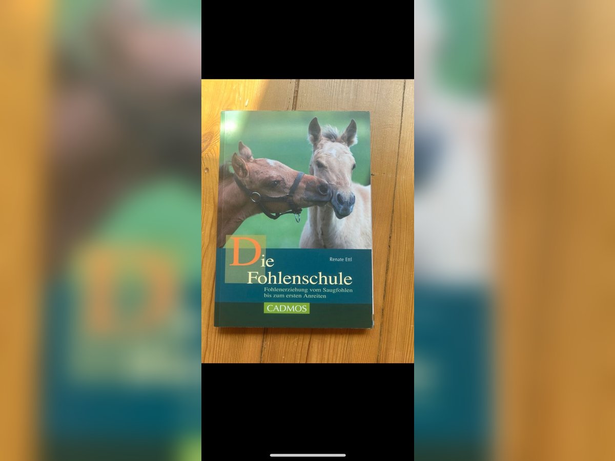 Fohlenschule Sehr Gut  Fohlenschule Sehr Gut