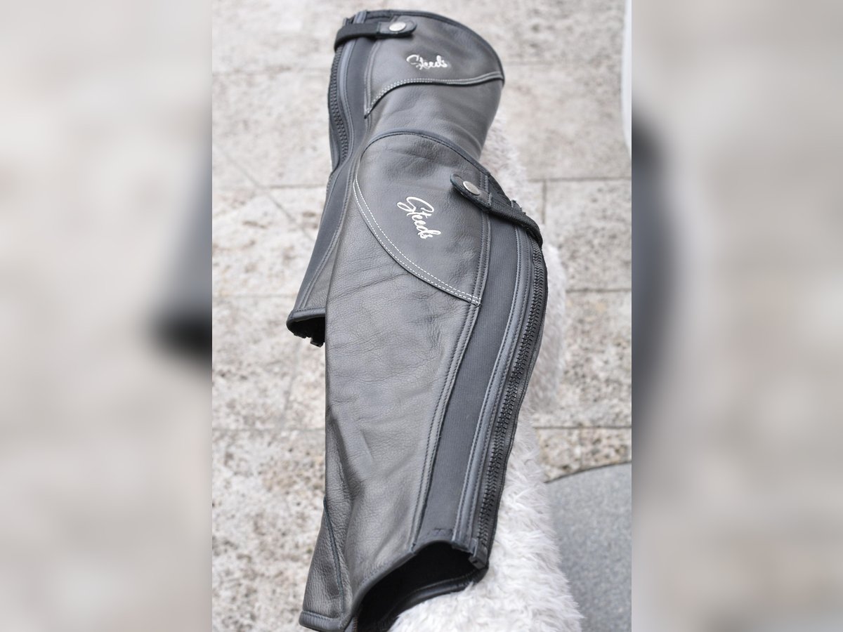 Chaps Evolution Größe L