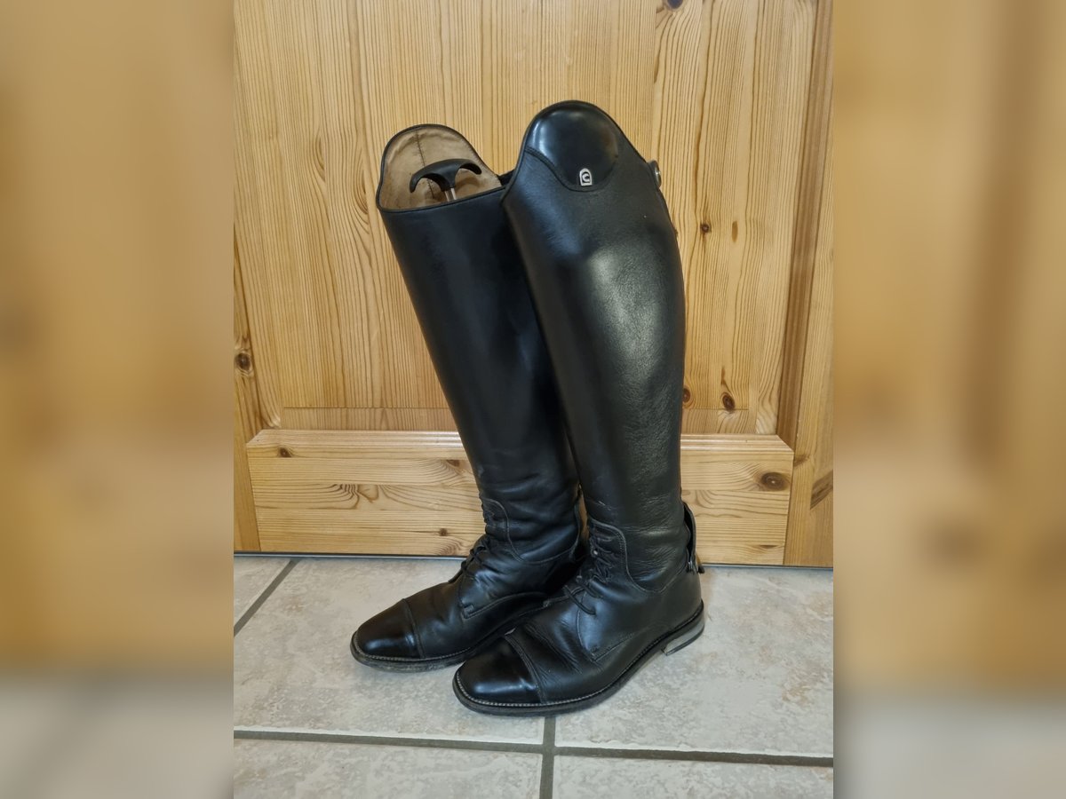 Cavallo Fortis gr 5 H48/W36