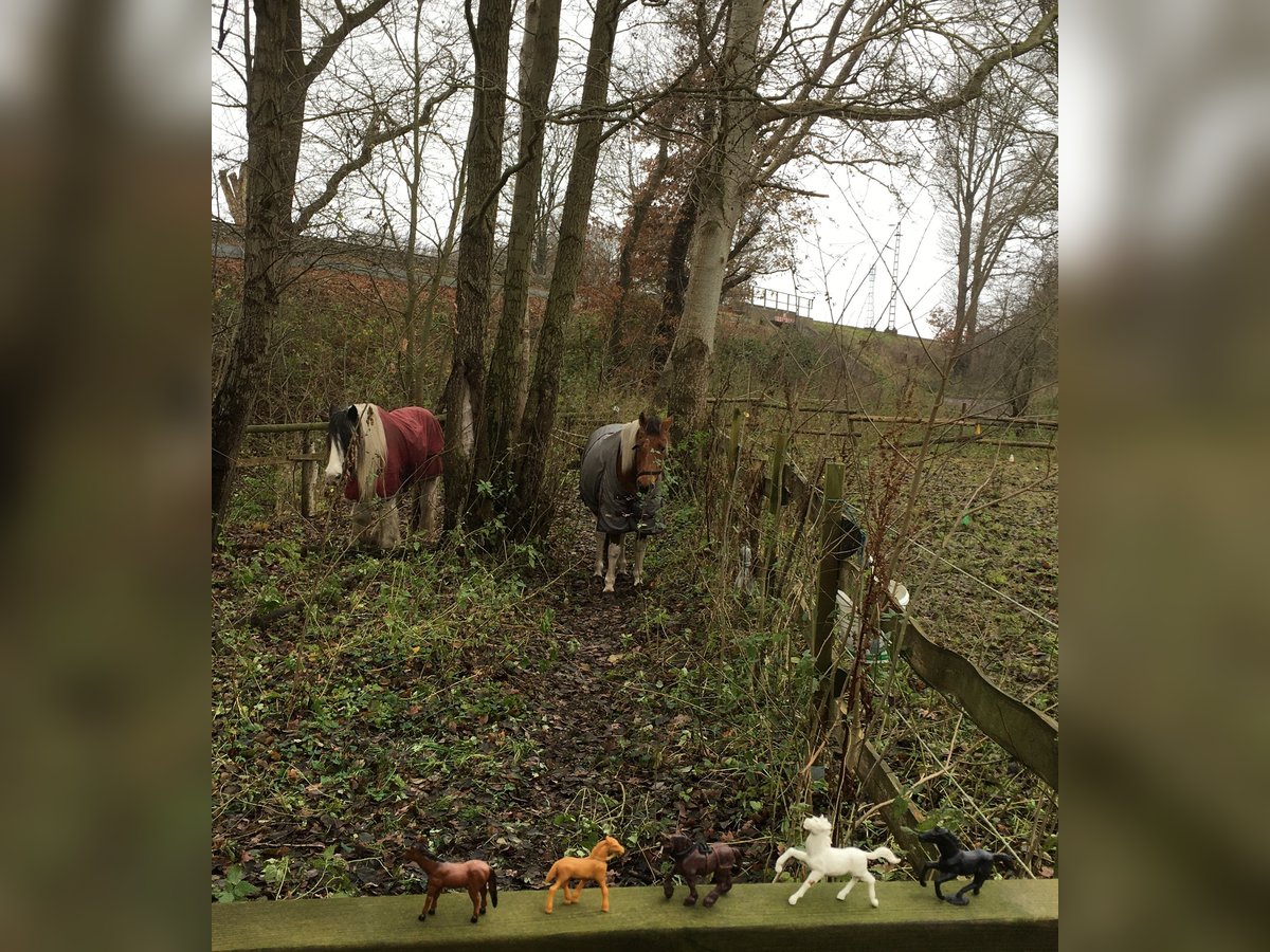 Reit-/Pflege-Beteiligung an 1 bis 2 Isländern 