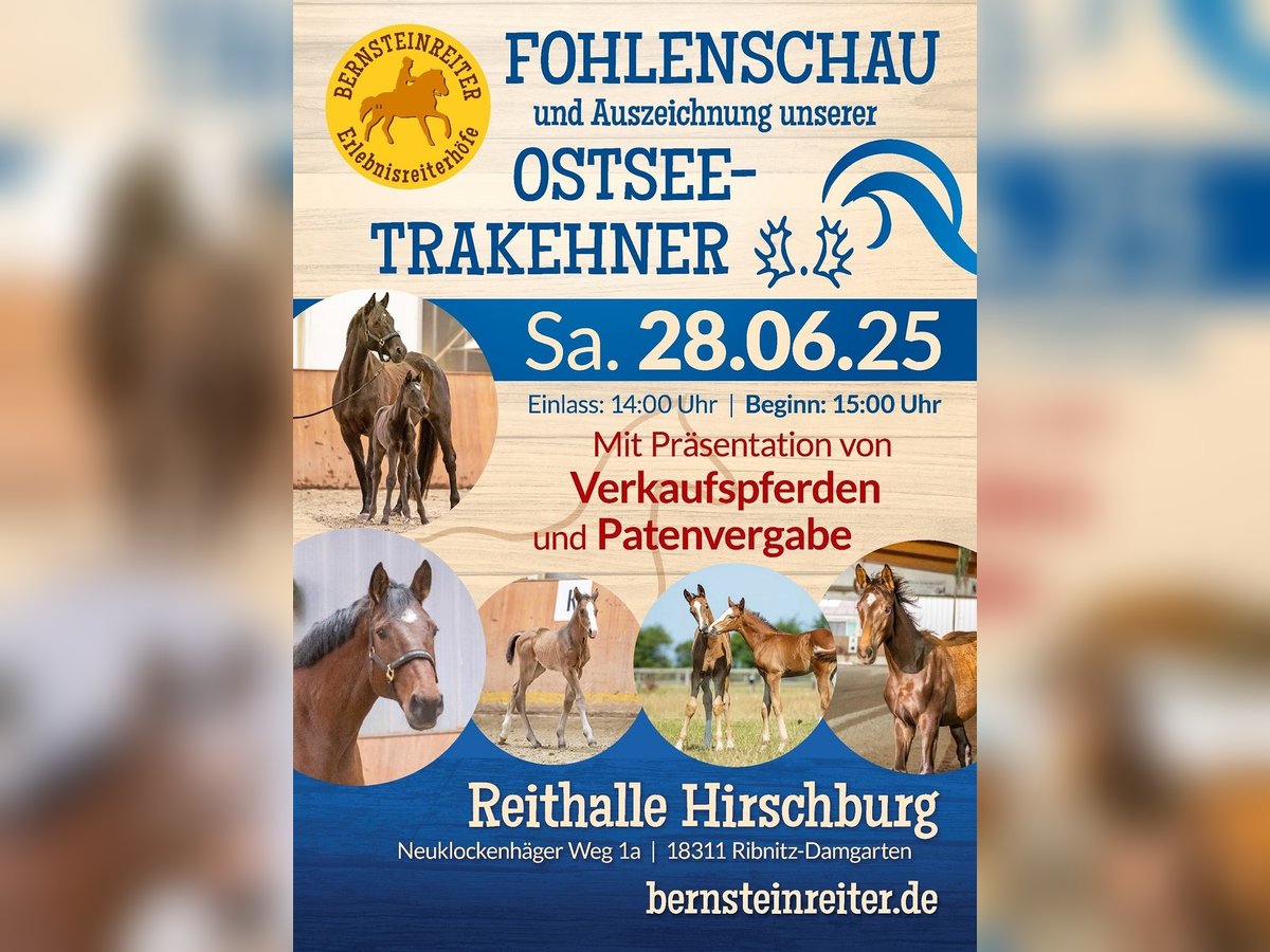 Fohlenschau mit Verkaufspferdepräsentation Fohlenschau mit Verkaufspferdepräsentation