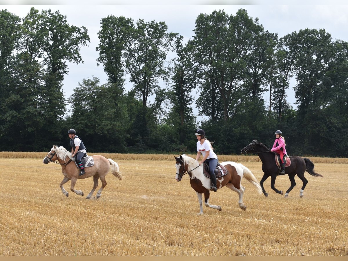 Reiterferien für Kinder in der Lüneburger Heide in kleinen Gruppen
