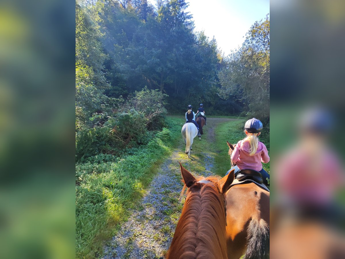 Reitferienplätze  im August und in den Herbstferien noch frei