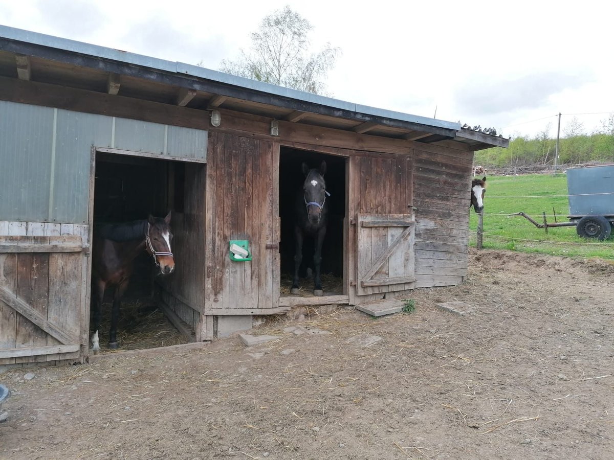 Aufzucht Pony Stutfohlen