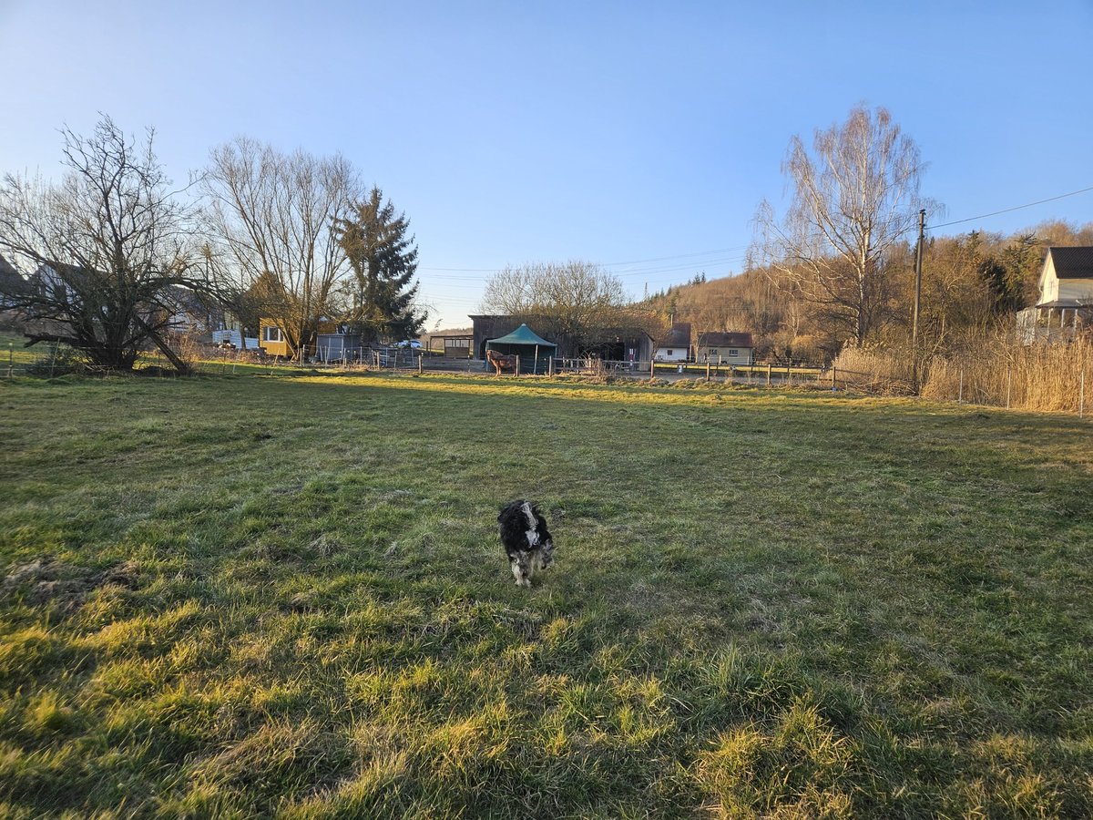 Aufzuchtplatz für Hengst 