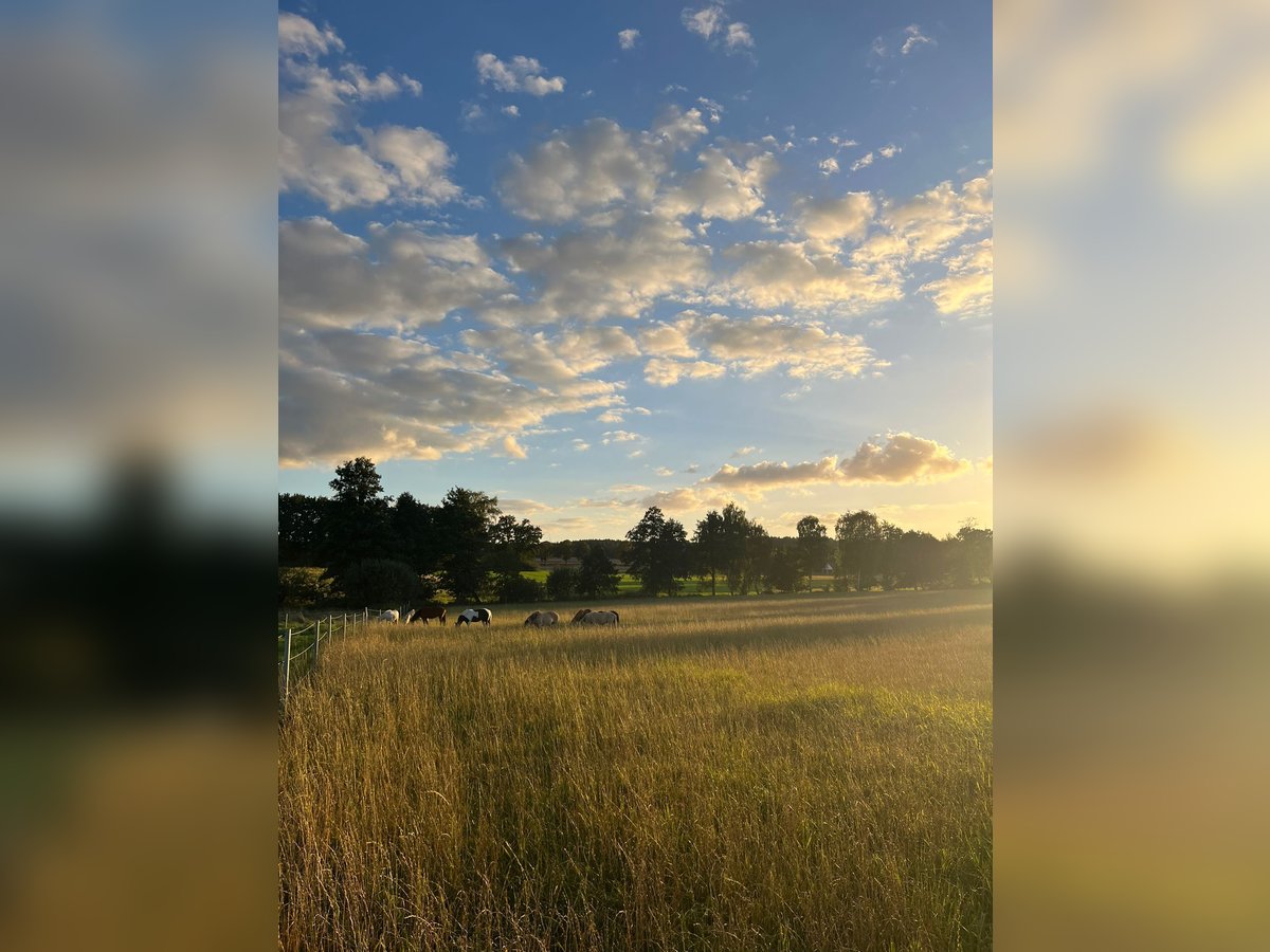 Aufzuchtplatz Junghengstaufzucht Wallach Jungpferde Islandpferd