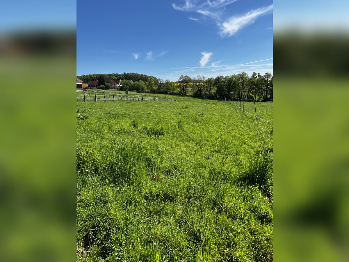 Offenstall Aufzuchtplatz für Fohlen oder Jungpferde ab September 2025