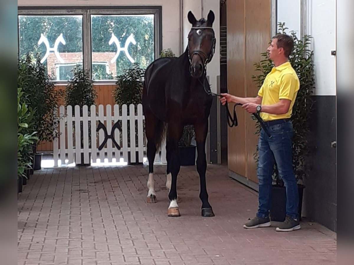 Beritt Pferd Boxen Frei