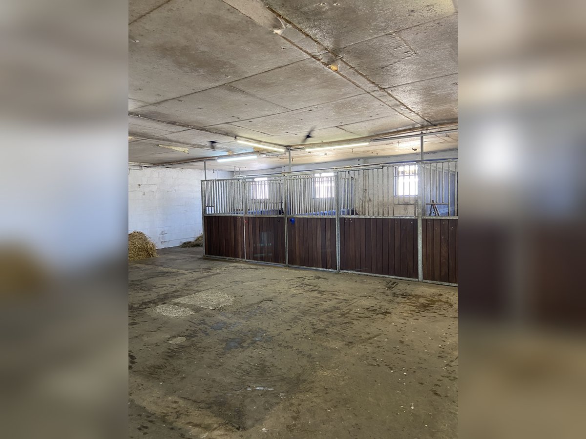 Boxen frei! Liebevoll geführter kleiner Stalltrakt in Neuenhagen 
