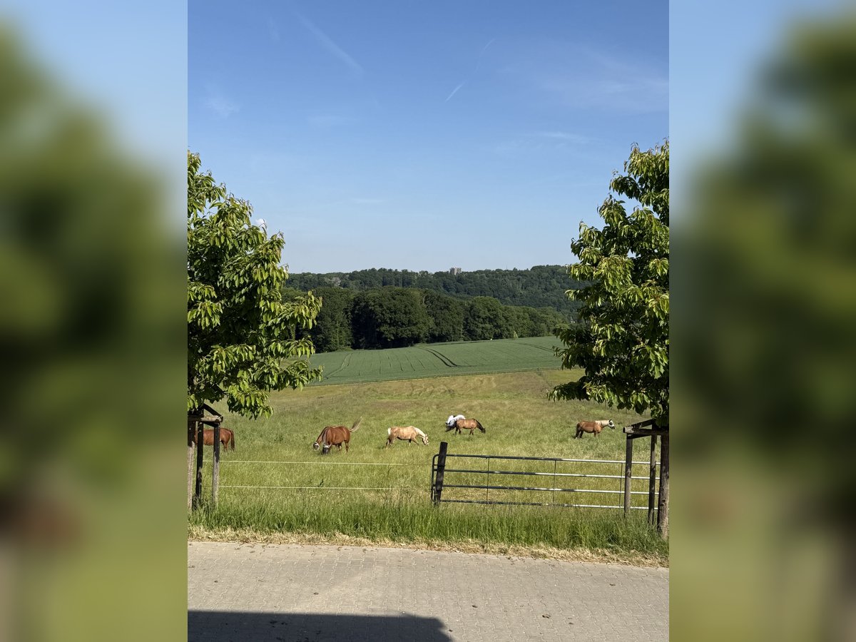 Nette kleine Stallgemeinschaft hat Boxen frei! Nette kleine Stallgemeinschaft hat Boxen frei!
