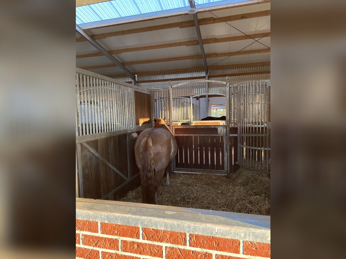 Pferdebox auf Top Anlage