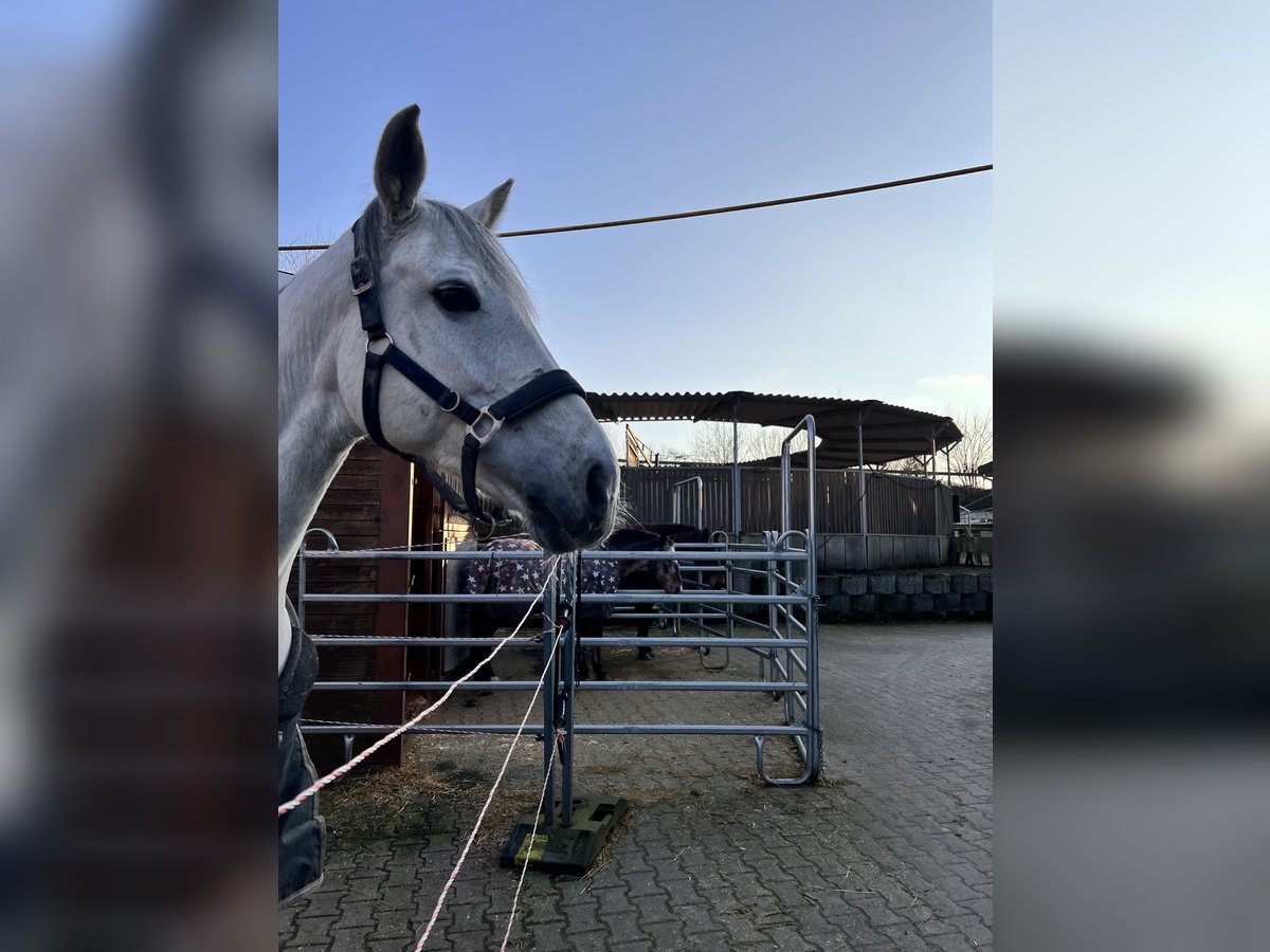 Pferdeboxen in 74211 zu vermieten- Ideal für Springreiter 