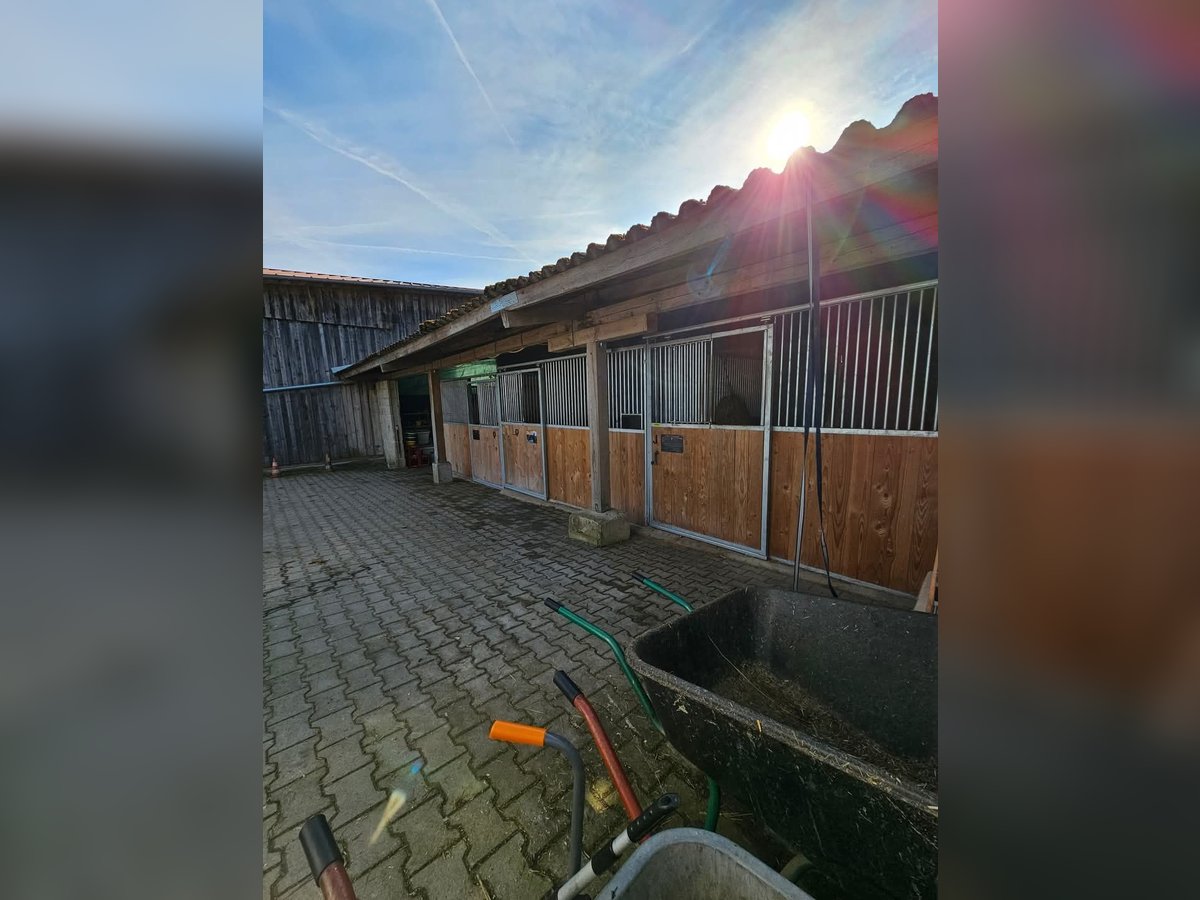 Wir haben 3 freie Boxen in seperaten Stall mit viel Auslauf 