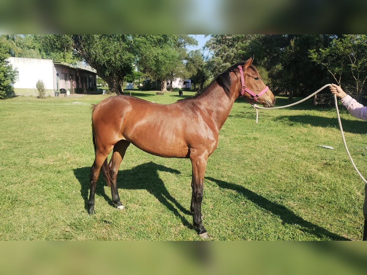 Argentina. Cría de caballos por encargo, desde la fecundación hasta potrillo.