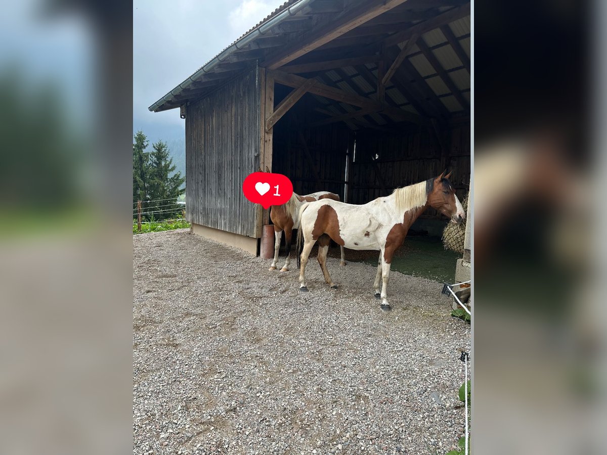 Biete Einstellplatz an im Offenstall