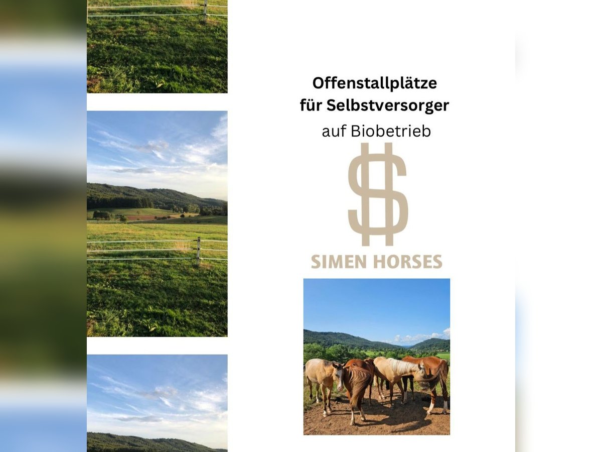 Offenstall Bio Betrieb Wallach Stute Herde Pferde Selbstversorger Steinen