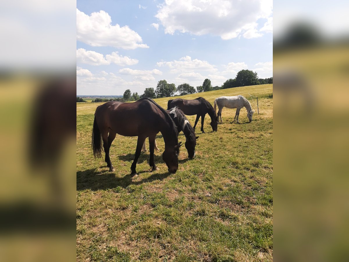  Offenstall mit 4,5 ha Weide 