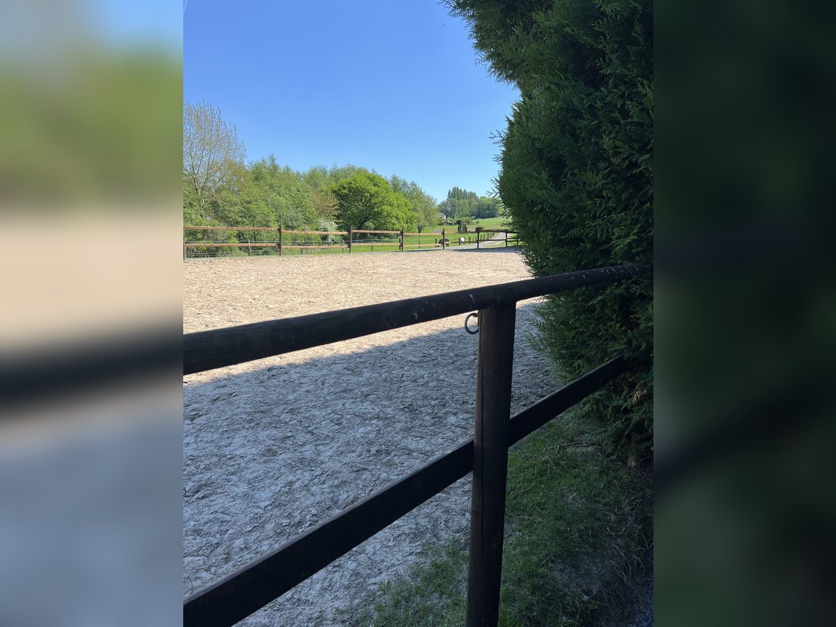 Offenstall Platz an Wallach zu vergeben Offenstall Platz an Wallach zu vergeben