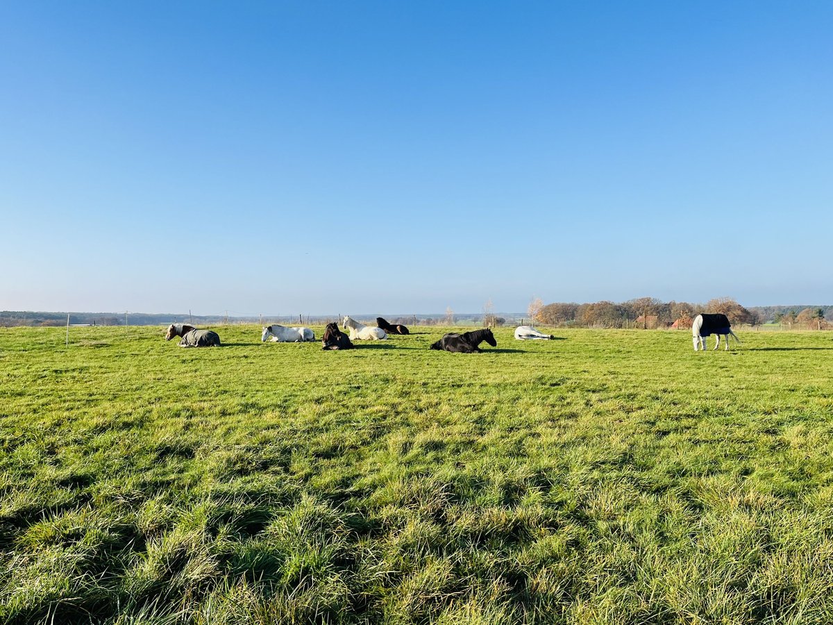Offenstall, Trail, Weide für 1 Wallach frei