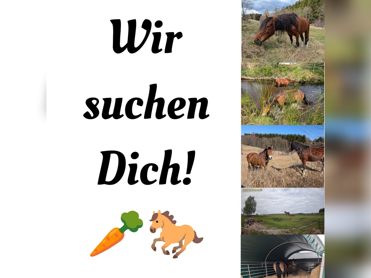 Offenstall, Weidehaltung, Stallplatz Offenstall, Weidehaltung, Stallplatz