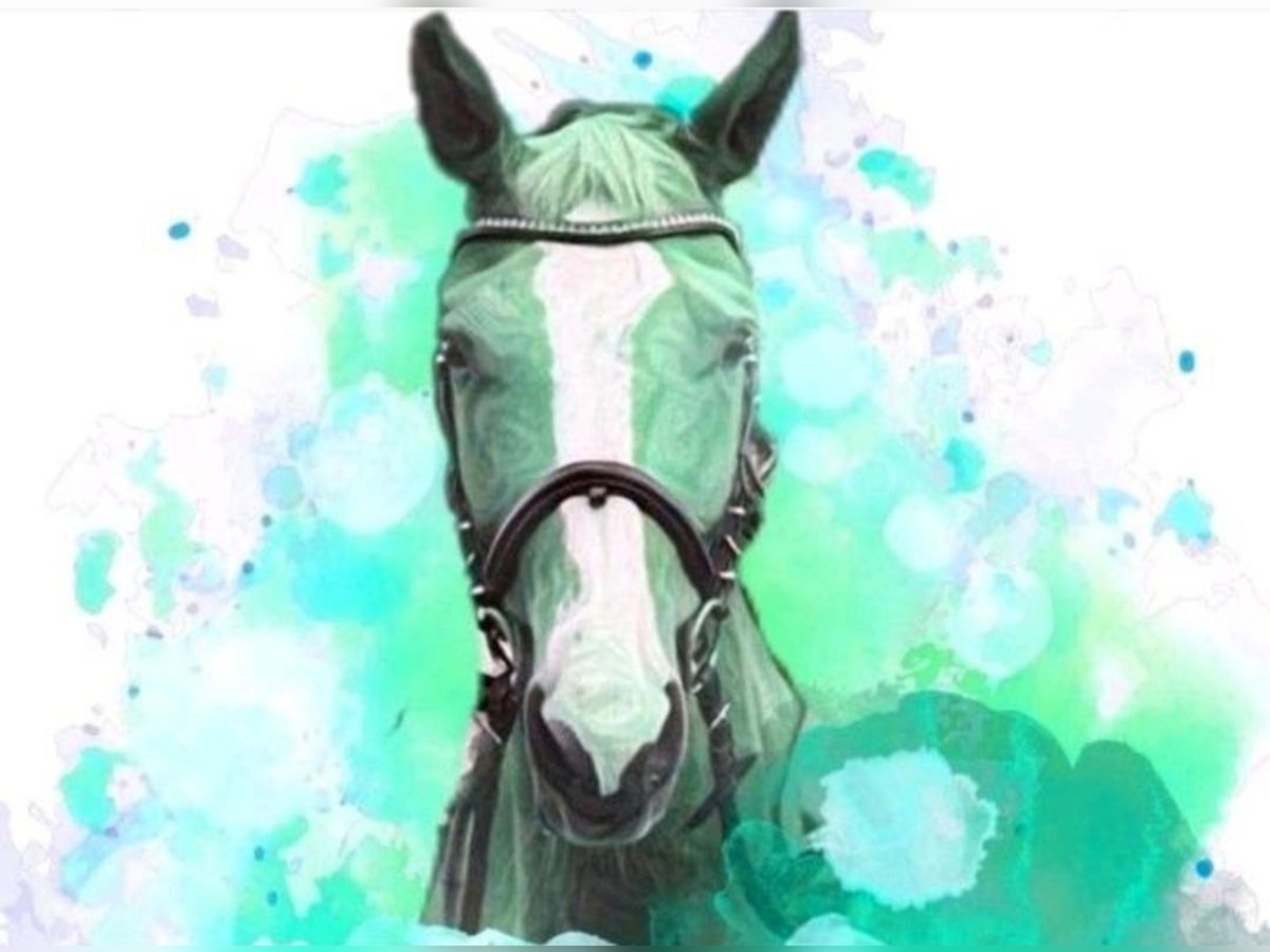 Offenstallplätze frei