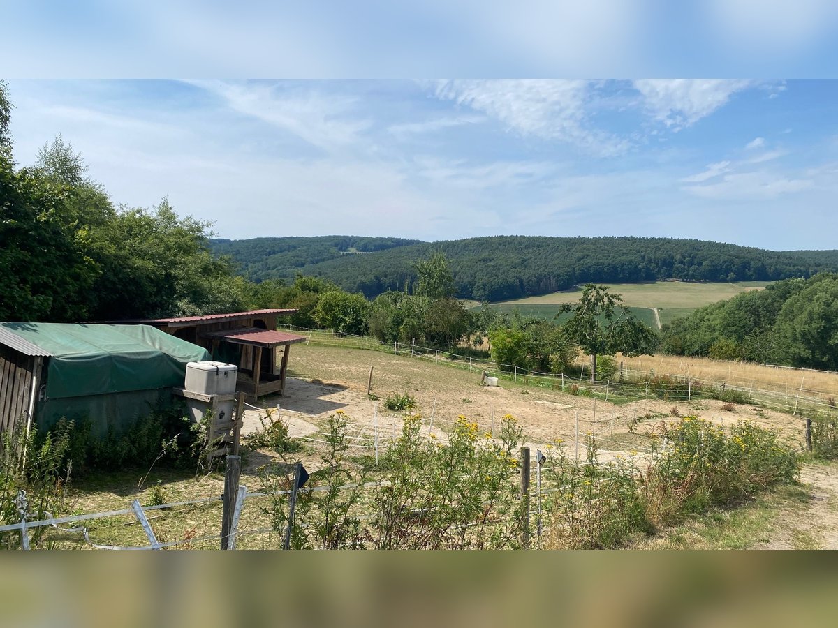 Offenstallplatz frei in kleiner Herde für 1-2 mittelgroße Pferde, begrenzter Weidegang