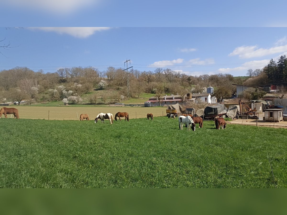 Offenstallplatz frei 