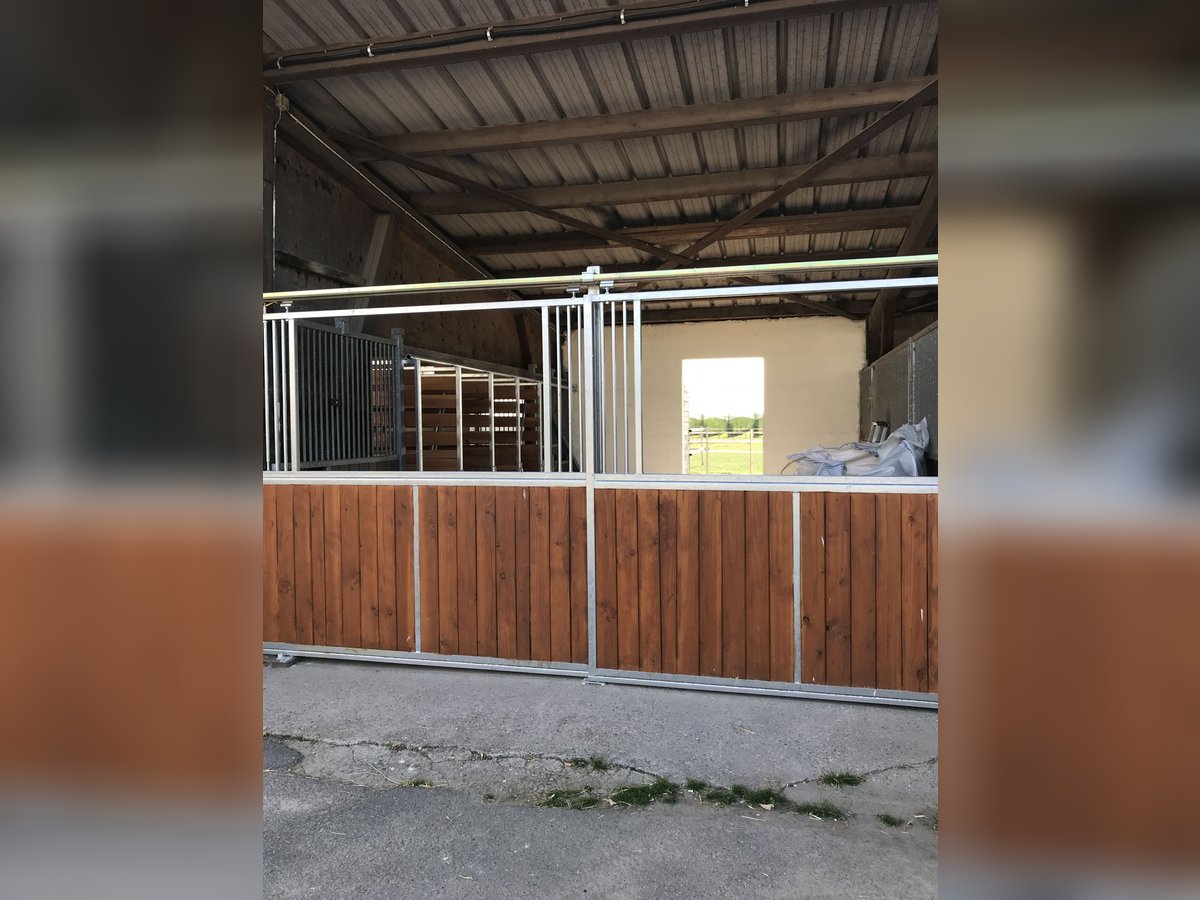 Platz in Offenstall frei