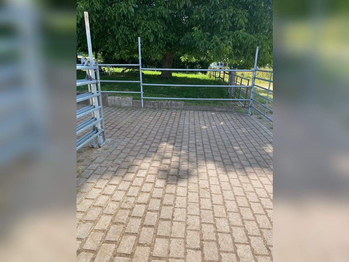 Stall mit zwei Paddockboxen zu vermieten an Selbstversorger
