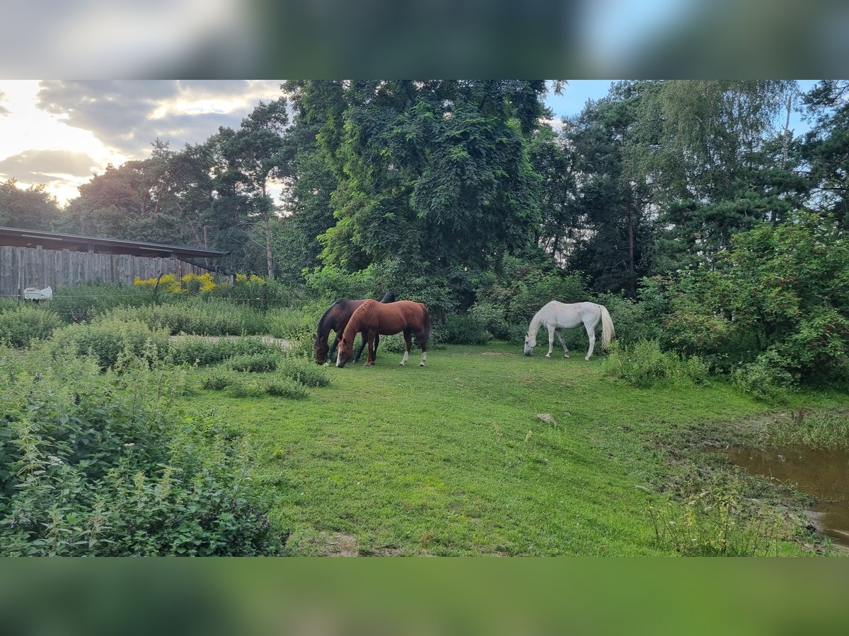 wunderschöner naturnaher Offenstall in Werneuchen/ Brandenburg