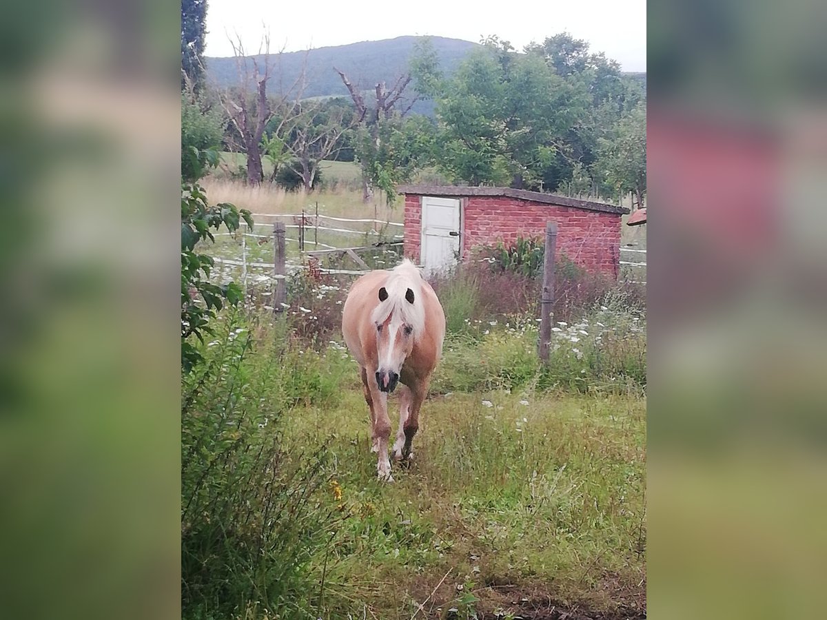 Wunderschöner Offenstall in Wendershausen/Nordhessen