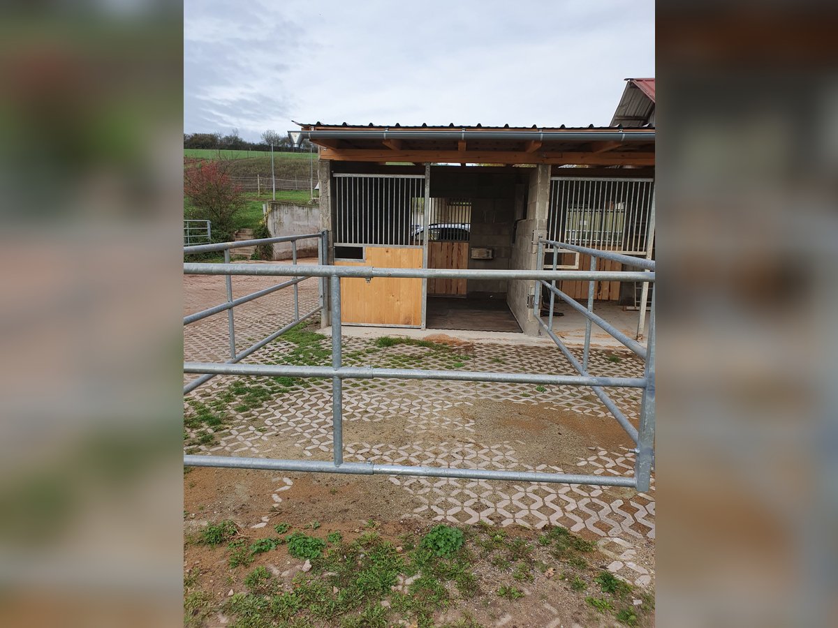 Box mit Paddock ab Juni frei