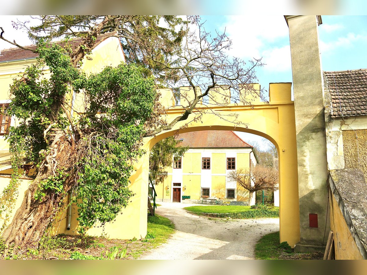 Einstellplätze am Islandpferdehof Reitzentrum Gut Sachsengang bei Wien