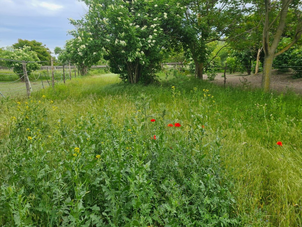 Einstellplätze in Wien- Paddockbox inkl. angeschlossener Privatkoppel und Freilauf