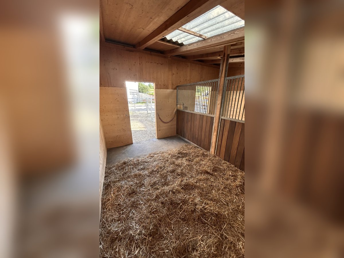 Freie Auslaufboxen, Schönholzerswilen Thurgau