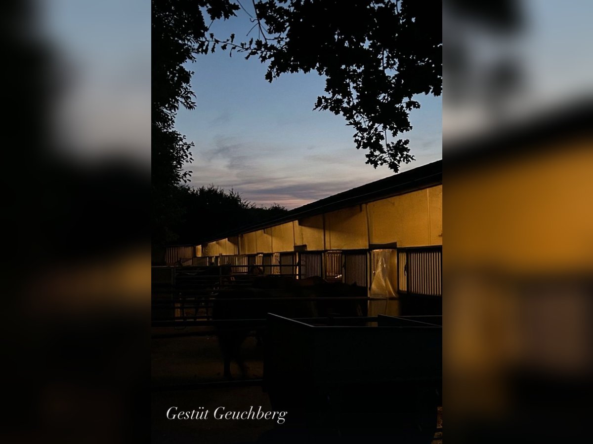 Kleiner Familiengeführter Stall hat Boxen frei 