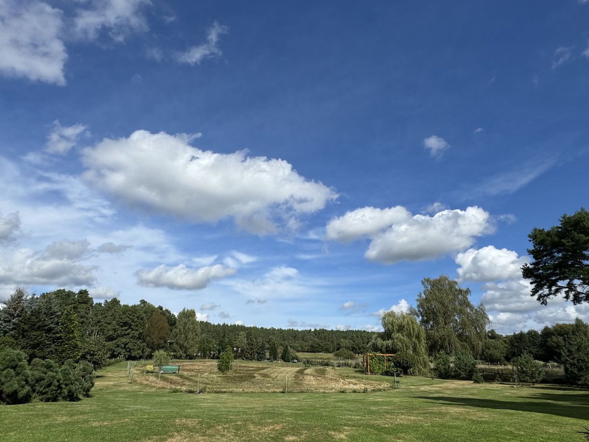 Sommerweide nördlich von Berlin