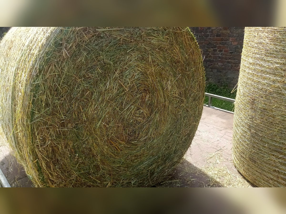 Heu Pferdeheu Heuballen Rundballen aus 2024 Heu Pferdeheu Heuballen Rundballen aus 2024
