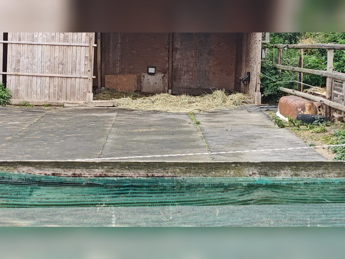 5 x Paddockmatten a' 10 m